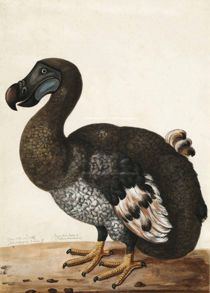 4000 jaar oud hout onthult verborgen Dodo-geheimen