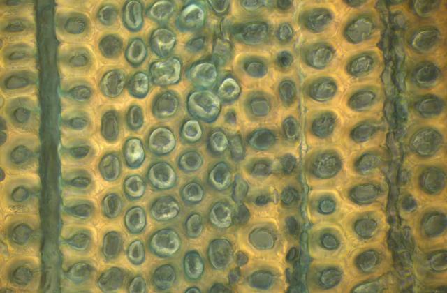 Microscopisch onderzoek en onderzoek met micro-organismen bij SHR
