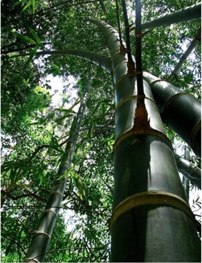 Project Bamboo Europe is succesvol afgerond met de lancering van het spraakmakende E-Magazine
