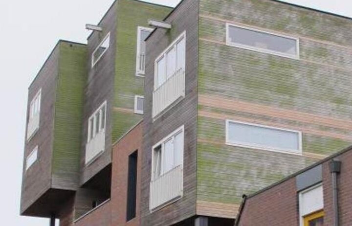 Algengroei en zwamvorming lariks gevelbekleding: spinthout