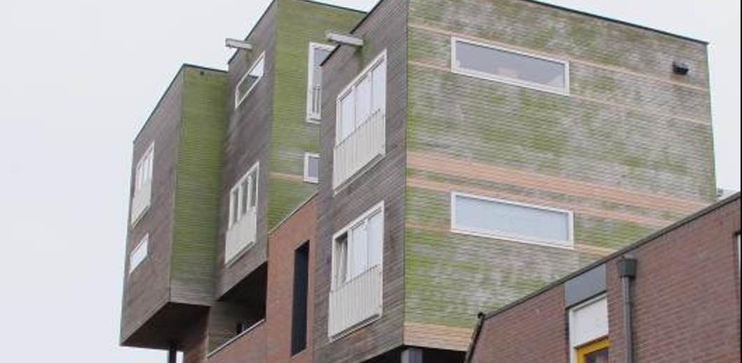 algengroei-en-zwamvorming-lariks-gevelbekleding-spinthout-200