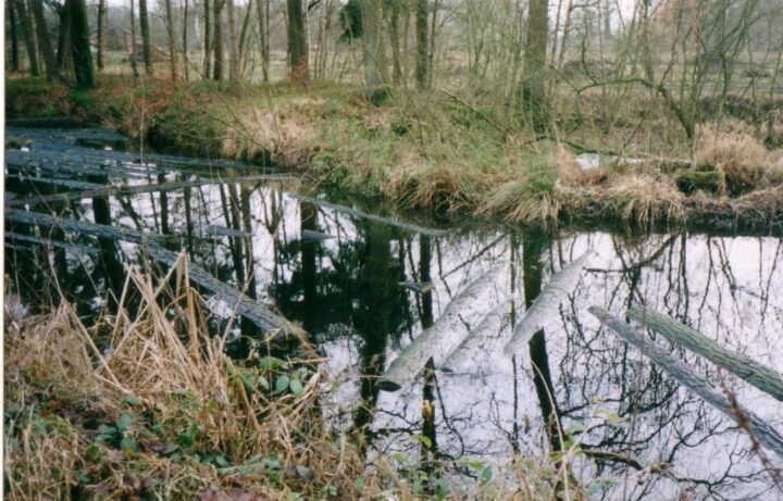Landgoed Twickel: betere houtkwaliteit door wateren