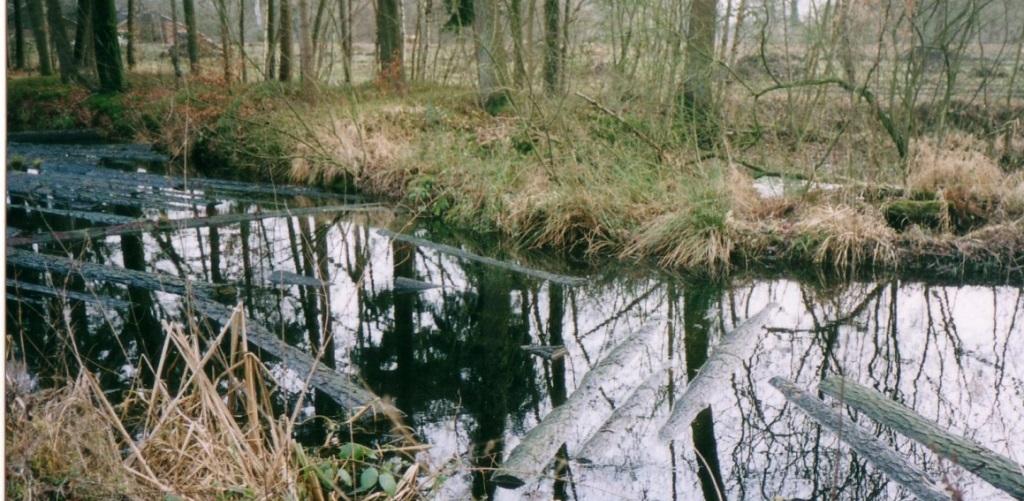 landgoed-twickel-betere-houtkwaliteit-door-wateren
