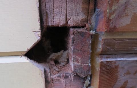 Houtrot logwoning