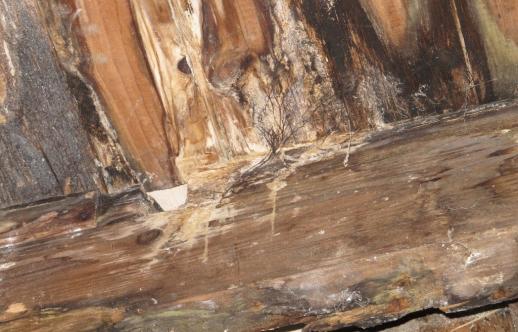 Inspectie op houtaantasting bij renovatie